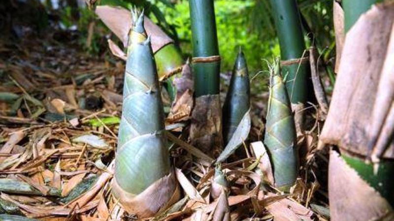 Rebung: Tunas Bambu ini Miliki Khasiat yang Ampuh