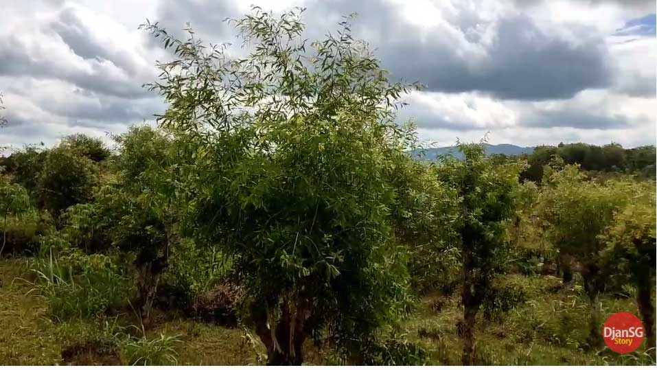 Ini Lho Pohon Kayu Putih di Hutan Produksi Gunungkidul